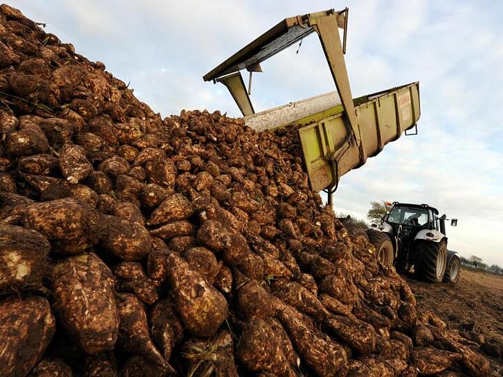 Frisch geerntete Zuckerrüben werden auf einem Feld abgeladen. Foto: Carsten Rehder/dpa