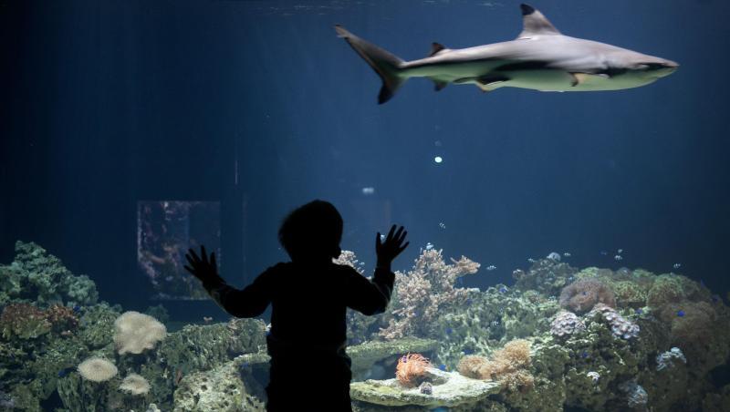 Der dreijährige Mateo betrachtet einen Schwarzspitzen-Riffhai im Tierpark Hellabrunn in München (Bayern). Foto:Victoria Bonn-Meuser/Archiv Der dreijährige Mateo betrachtet einen Schwarzspitzen-Riffhai im Tierpark Hellabrunn in München (Bayern). Foto:Victoria Bonn-Meuser/Archiv
