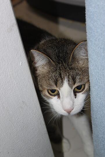 Nach zwölf Jahren kehrt Kater Arion zu seinem Besitzer zurück. Das Tier war dem jungen Mann entlaufen, als er in München Veterinärmedizin studierte.