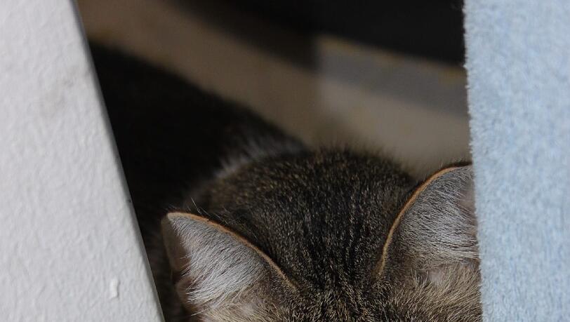 Nach zwölf Jahren kehrt Kater Arion zu seinem Besitzer zurück. Das Tier war dem jungen Mann entlaufen, als er in München Veterinärmedizin studierte. Nach zwölf Jahren kehrt Kater Arion zu seinem Besitzer zurück. Das Tier war dem jungen Mann entlaufen, als er in München Veterinärmedizin studierte.