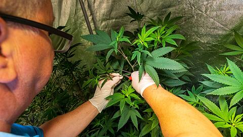 Acht Cannabis-Clubs wurden genehmigt - der von Wenzel Cerveny nicht.