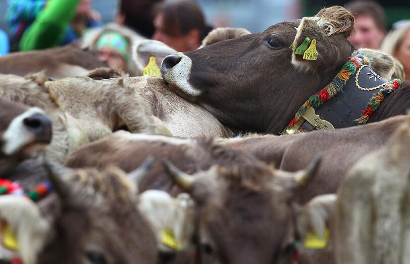 Ende des Sommers - im Allgäu hat der Viehscheid begonnen.