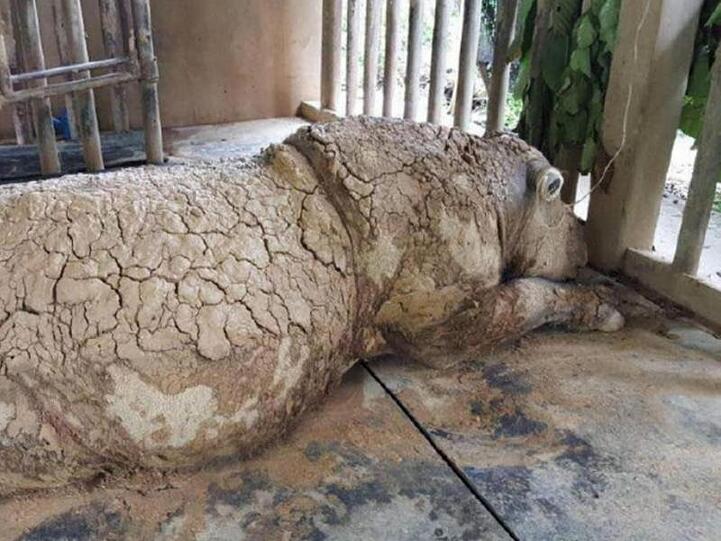 Iman, das letzte Sumatra-Nashorn Malaysias, ist gestorben.