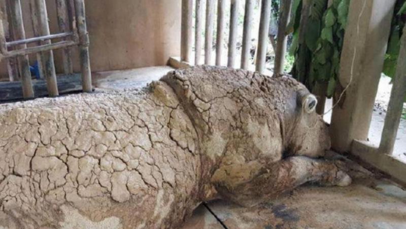 Iman, das letzte Sumatra-Nashorn Malaysias, ist gestorben. Iman, das letzte Sumatra-Nashorn Malaysias, ist gestorben.