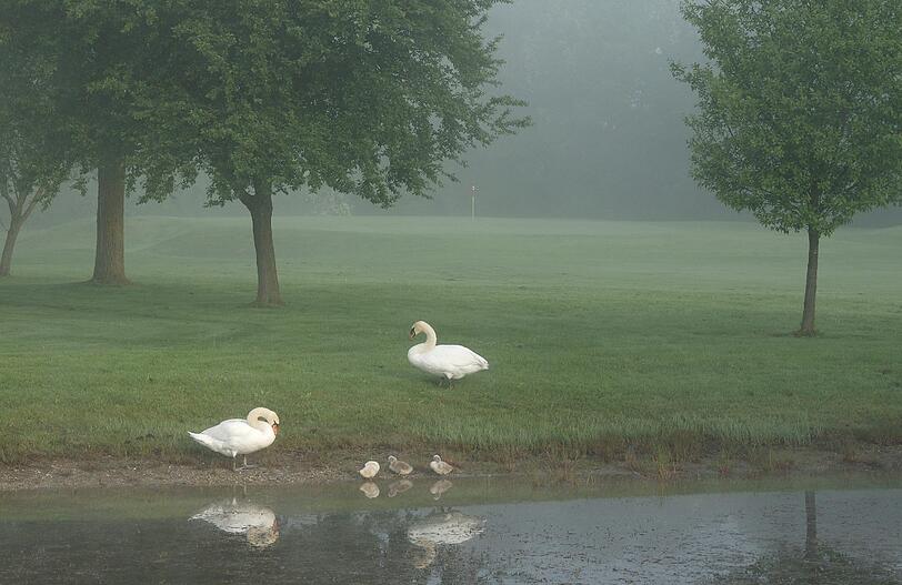 Schwäne auf dem Golfplatz Eschenried