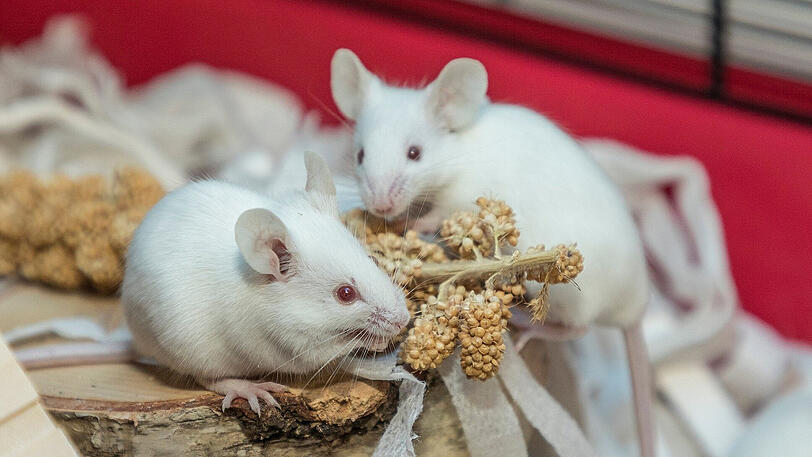 Die beschlagnahmten Tiere warten jetzt auf eine Vermittlung.