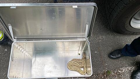 Eine exotische Schlange sorgt in der Gemeinde am Staffelsee für Aufregung - und einen Einsatz von Polizei und Feuerwehr.