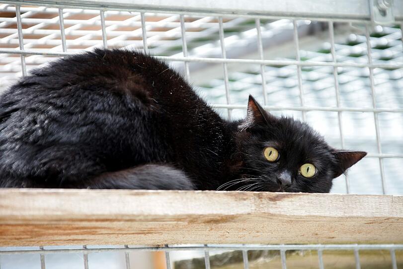 Völlig verstört: Die Katzen im Tierheim begannen erst Tage nach dem Hochwasser wieder zu fressen.