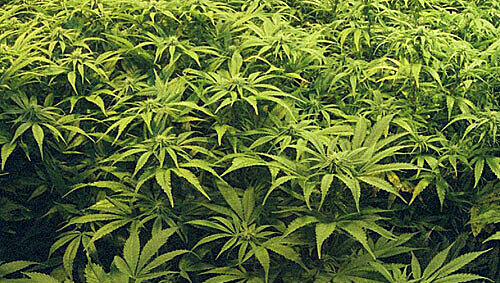 Marihuana (Archivbild) Marihuana (Archivbild)