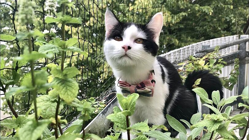 Mochi