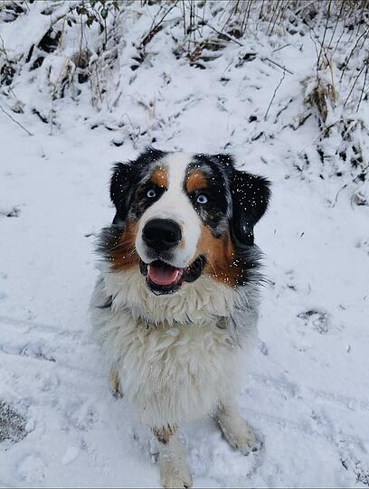 Balu