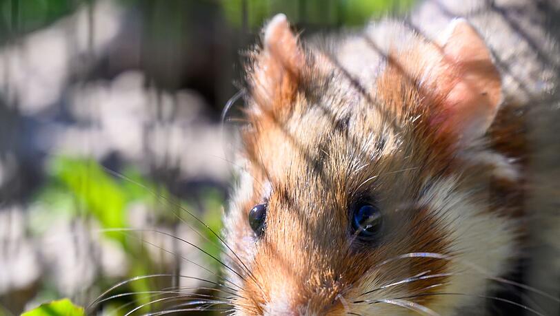 In Shenzhen sollen Hamster in einem Spielautomaten feilgeboten worden sein. (Archivbild) In Shenzhen sollen Hamster in einem Spielautomaten feilgeboten worden sein. (Archivbild)