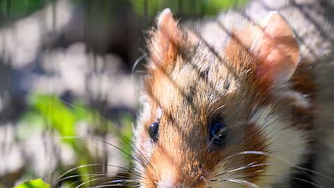In Shenzhen sollen Hamster in einem Spielautomaten feilgeboten worden sein. (Archivbild)