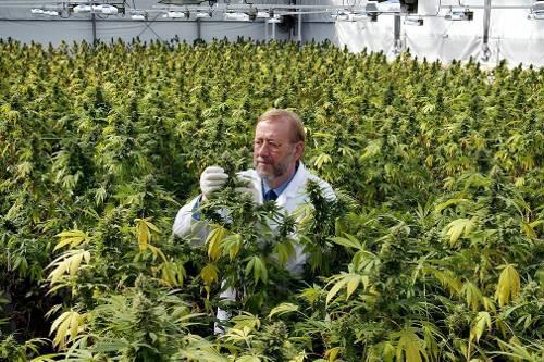 Ein Mann kontrolliert die Pflanzen in einer niederländischen Hanf-Plantage