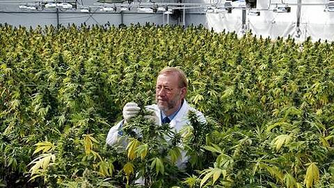 Ein Mann kontrolliert die Pflanzen in einer niederländischen Hanf-Plantage