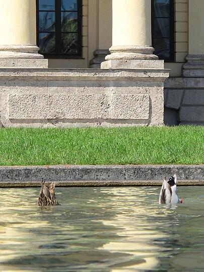 Köpchen in das Wasser...