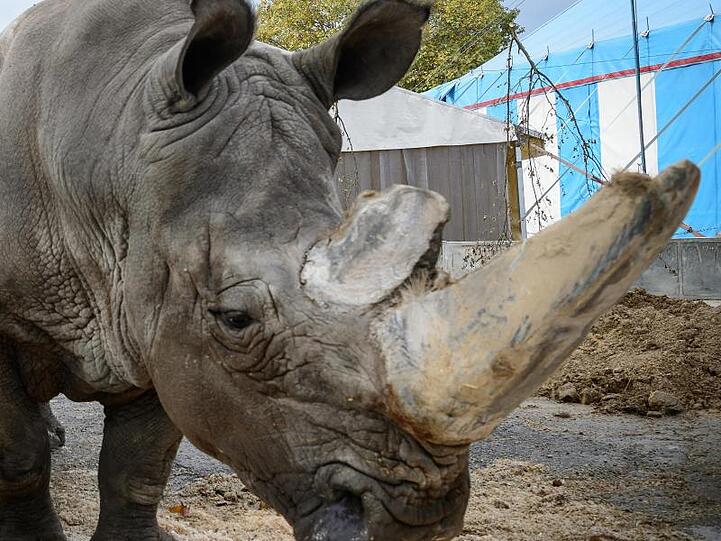 Breitmaulnashorn "Tsavo" steht auf dem Cannstatter Wasen in seinem Gehege im Zirkus Krone. Foto: Sina Schuldt/Archiv