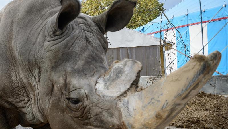 Breitmaulnashorn "Tsavo" steht auf dem Cannstatter Wasen in seinem Gehege im Zirkus Krone. Foto: Sina Schuldt/Archiv