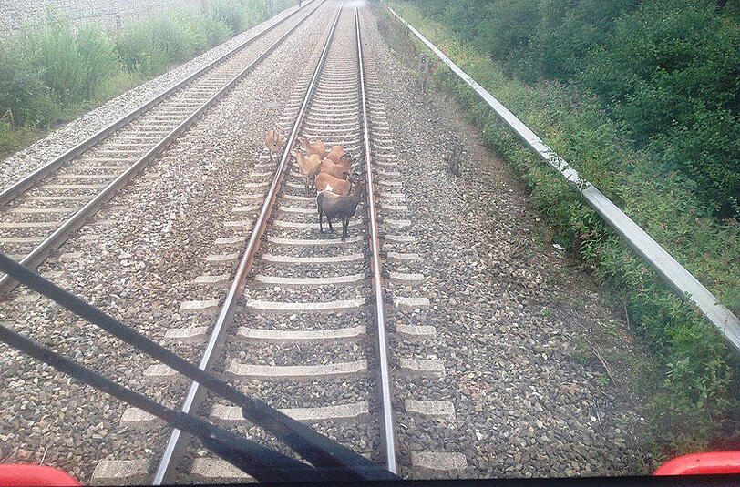 Einige Kamerunschafe auf den Gleisen. Keines der Tiere wurde verletzt.