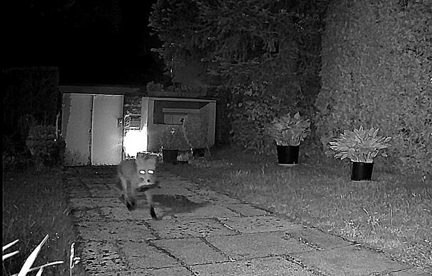 Eine Füchsin in Fritz Scholzes Garten. Seine Wildtierkamera hat sie mit einem geklauten Schuh erwischt.