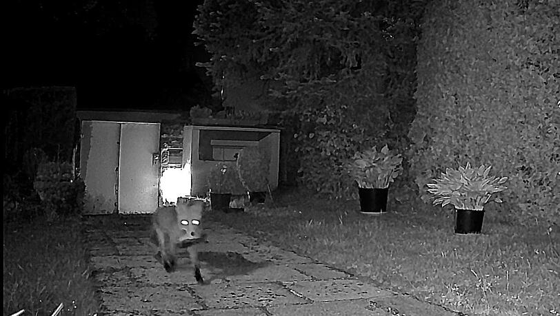 Eine Füchsin in Fritz Scholzes Garten. Seine Wildtierkamera hat sie mit einem geklauten Schuh erwischt. Eine Füchsin in Fritz Scholzes Garten. Seine Wildtierkamera hat sie mit einem geklauten Schuh erwischt.