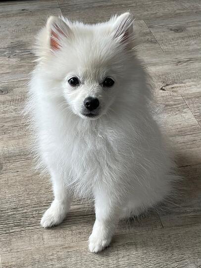 Leni