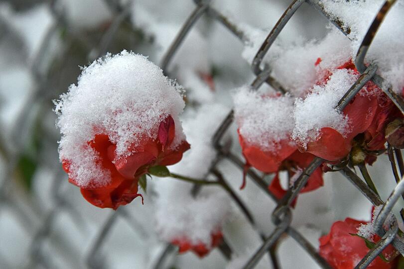 Ansonsten beherrscht der Winter das Geschehen. So wie hier auf bereits knospende Rosen in Kassel fiel in der Nacht der erste wirkliche Schnee...