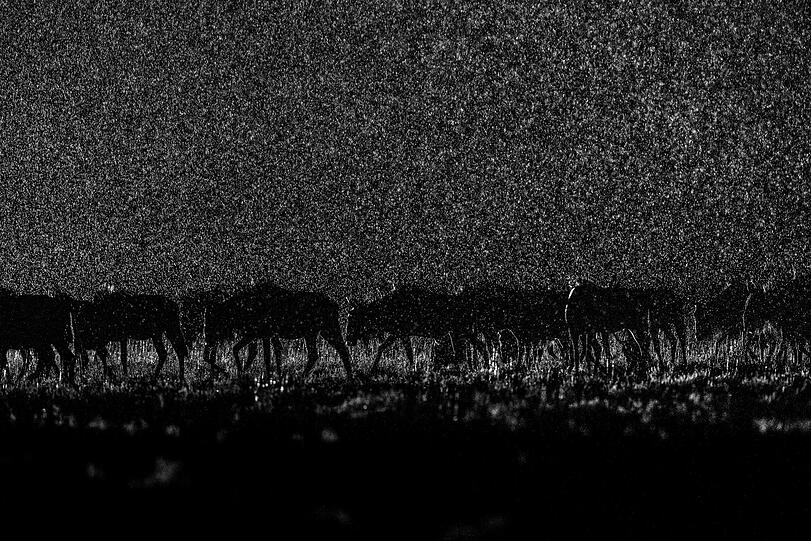 Platz 1 in der Kategorie "Natur": Will Burrard-Lucas aus Großbritannien.