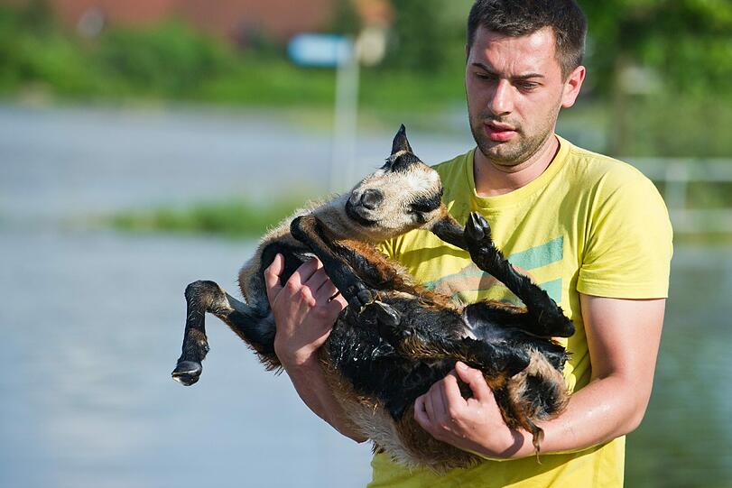 Die jungen Leute, die zufällig in Schönhausen vorbei kamen, retteten rund zehn Schafe, die sonst wohl ertrunken wären.