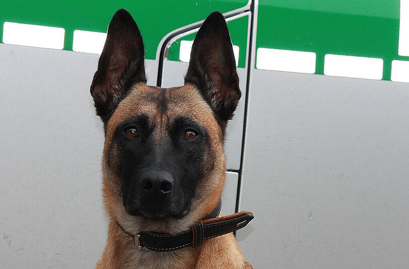 Polizeihund "Zana" hat am Donnerstag ganze Arbeit geleistet.