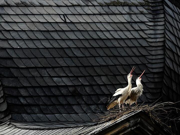 Ein Weißstorchenpaar klappert auf dem Dach der Pfarrkirche St. Jakob in Uehlfeld. Foto: picture alliance/dpa/Archiv/