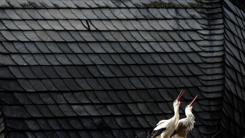 Ein Weißstorchenpaar klappert auf dem Dach der Pfarrkirche St. Jakob in Uehlfeld. Foto: picture alliance/dpa/Archiv/ Ein Weißstorchenpaar klappert auf dem Dach der Pfarrkirche St. Jakob in Uehlfeld. Foto: picture alliance/dpa/Archiv/