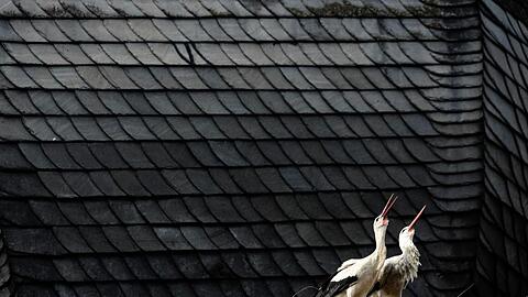 Ein Weißstorchenpaar klappert auf dem Dach der Pfarrkirche St. Jakob in Uehlfeld. Foto: picture alliance/dpa/Archiv/
