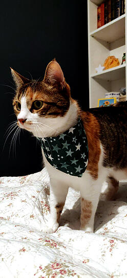 Merle