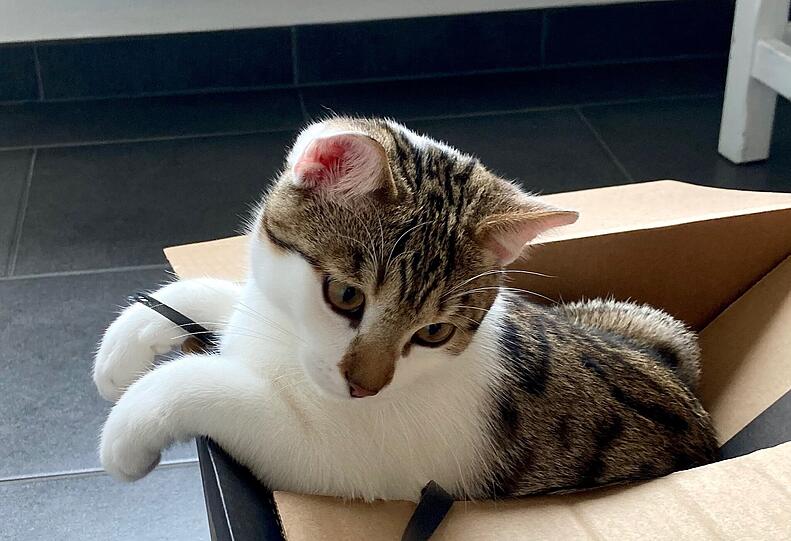 Joschi
