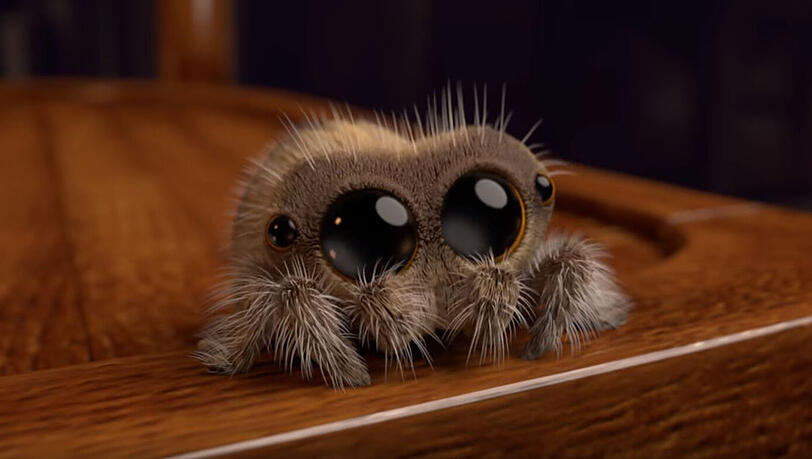 Lucas ist die wohl süßeste Spinne der Welt.