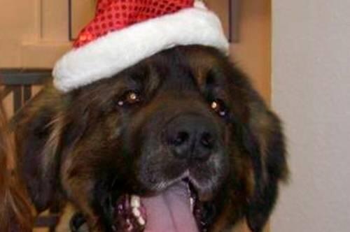 jetzt kann Weihnachten kommen: Nach 5 Tagen ist der Leonberger Bärli endlich wieder zuhause.