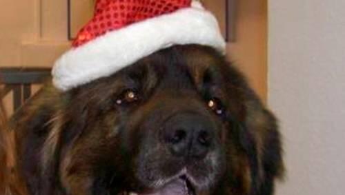 jetzt kann Weihnachten kommen: Nach 5 Tagen ist der Leonberger Bärli endlich wieder zuhause. jetzt kann Weihnachten kommen: Nach 5 Tagen ist der Leonberger Bärli endlich wieder zuhause.