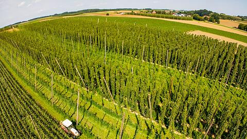 In der Hallertau wächst ein Großteil des in Deutschland angebauten Hopfens. (Archivbild)