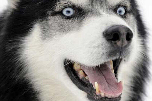Die aggressiven Husky-Mischlinger (hier ein Symbolfoto) marodierten in Geislohe.