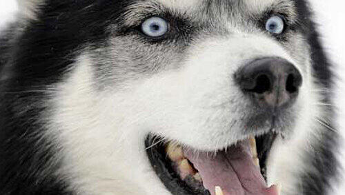 Die aggressiven Husky-Mischlinger (hier ein Symbolfoto) marodierten in Geislohe. Die aggressiven Husky-Mischlinger (hier ein Symbolfoto) marodierten in Geislohe.