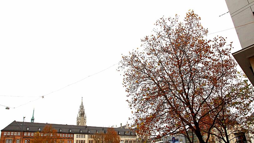 Blick aus der Residenzstraße in Richtung Marienhof: Für die Bauarbeiten zur zweiten Stammstrecke müssen die Bäume an der Ecke Schrammerstraße weg.