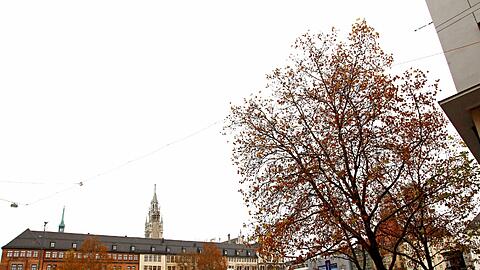 Blick aus der Residenzstraße in Richtung Marienhof: Für die Bauarbeiten zur zweiten Stammstrecke müssen die Bäume an der Ecke Schrammerstraße weg.