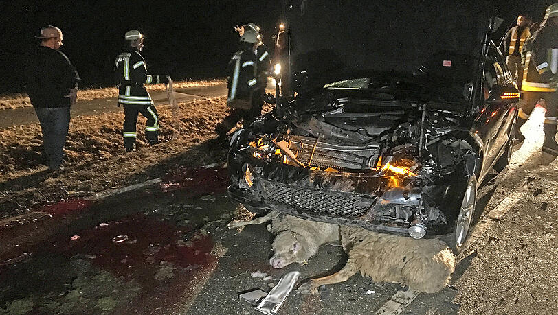 Nichts für schwache Nerven. Ein Mercedes raste mitten in die Herde – die Bilder vom Bergungseinsatz. Nichts für schwache Nerven. Ein Mercedes raste mitten in die Herde – die Bilder vom Bergungseinsatz.