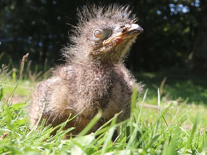 Das wenige Tage alte Seriema-Küken nimmt im Westküstenpark ein Sonnenbad.