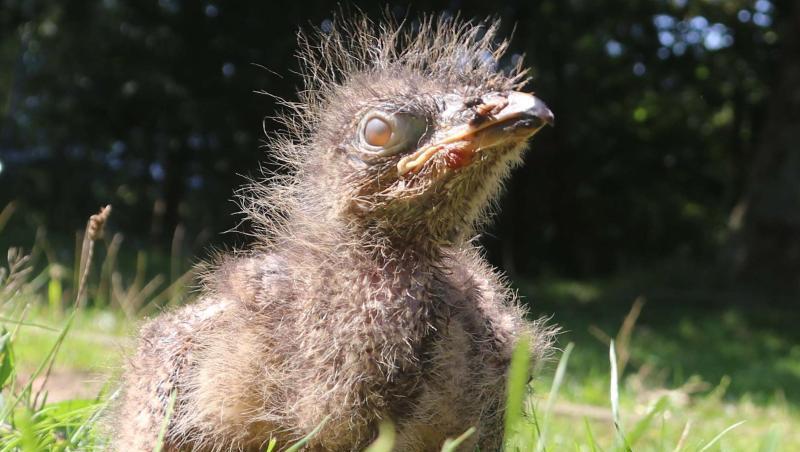 Das wenige Tage alte Seriema-Küken nimmt im Westküstenpark ein Sonnenbad.