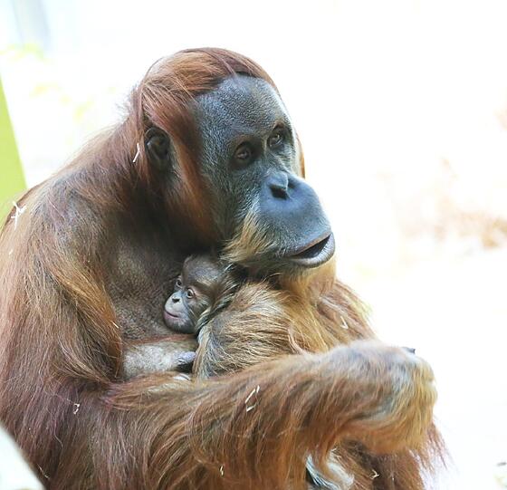 Das Orang-Utan-Baby von Hellabrunn. Die Bilder.