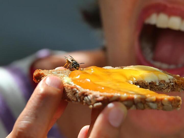 ILLUSTRATION: Eine Frau hält ein Marmeladenbrot, auf dem eine Wespe sitzt. Foto. Karl-Josef Hildenbrand/Archivbild Foto: Karl-Josef Hildenbrand