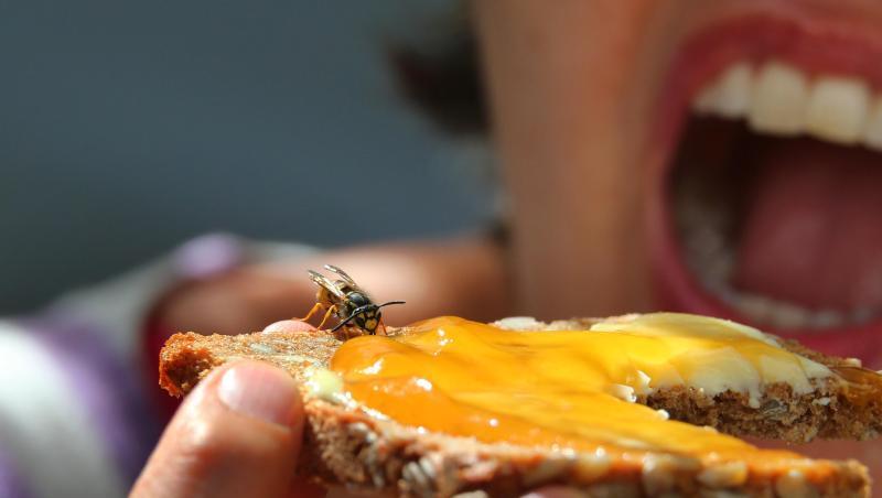 ILLUSTRATION: Eine Frau hält ein Marmeladenbrot, auf dem eine Wespe sitzt. Foto. Karl-Josef Hildenbrand/Archivbild Foto: Karl-Josef Hildenbrand ILLUSTRATION: Eine Frau hält ein Marmeladenbrot, auf dem eine Wespe sitzt. Foto. Karl-Josef Hildenbrand/Archivbild Foto: Karl-Josef Hildenbrand