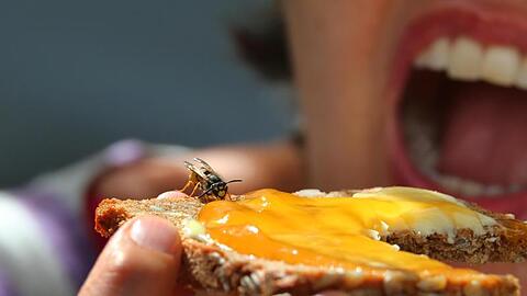 ILLUSTRATION: Eine Frau hält ein Marmeladenbrot, auf dem eine Wespe sitzt. Foto. Karl-Josef Hildenbrand/Archivbild Foto: Karl-Josef Hildenbrand